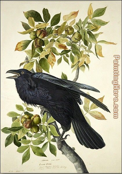 John James Audubon Raven